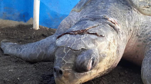 Rescatan tortugas con serias heridas y un anzuelo incrustado