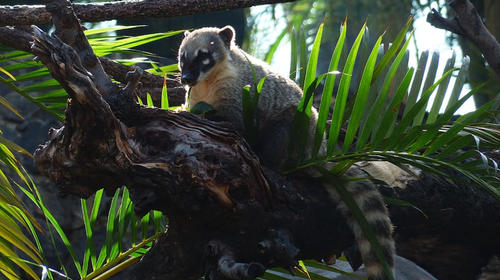 El curioso paseo de los pizotes en Tikal en busca de alimento 