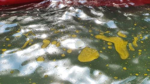 MP investiga posible derrame de aceite de palma en Puerto Barrios