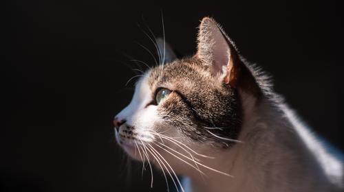 Gato se salva de morir en las llamas de un apartamento en EE. UU.