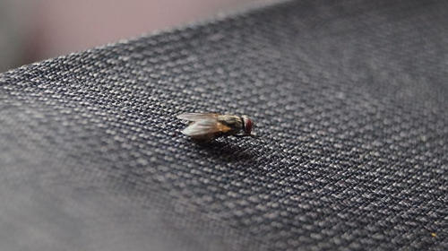 ¿Moscas en la casa? Así puedes ahuyentarlas 