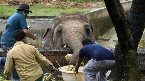 Liberan a Kaavan, el elefante más maltratado del mundo