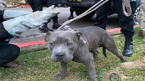 Rescatan a perros usados para peleas por reclusos del Preventivo