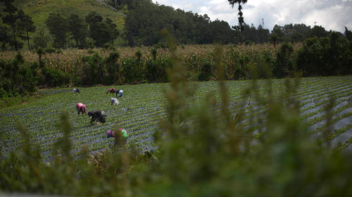 Alertan a agricultores sobre posibles da&ntilde;os a sus siembras