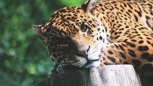Captan en video la siesta de un jaguar en la selva de Petén