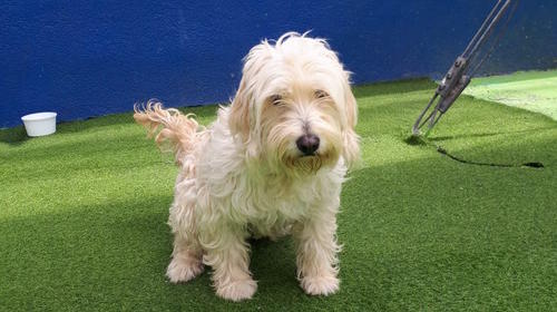 Abandonan a perrita frente a albergue de mascotas de Mixco