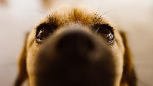 Perro fiel permanece junto a su due&ntilde;o desmayado en plena calle