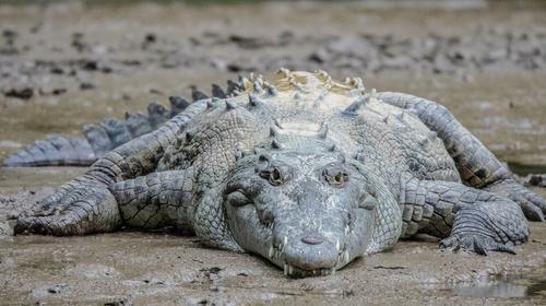 M&eacute;xico: J&oacute;venes cazan un cocodrilo y se lo llevan a casa en moto