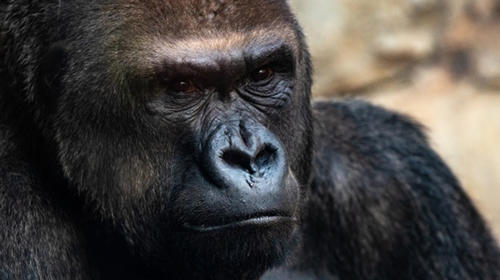 Gorila ataca a una cuidadora en un zool&oacute;gico de Madrid