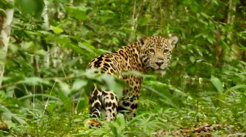 Así cazan en la noche los jaguares en la selva de Petén (video)