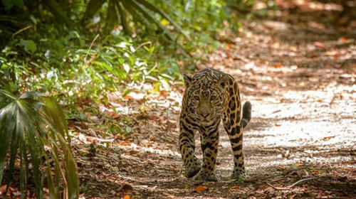 La historia detrás del jaguar que atacó a un ocelote 