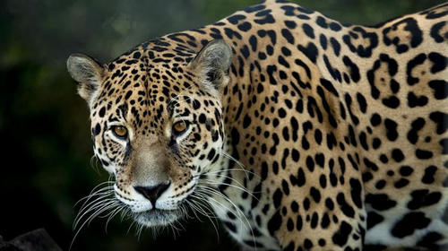 Petén: Ataque de jaguar a ocelote pudo ser por cambio climático