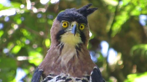 Pet&eacute;n: Pobladores matan a un &aacute;guila en peligro de extinci&oacute;n