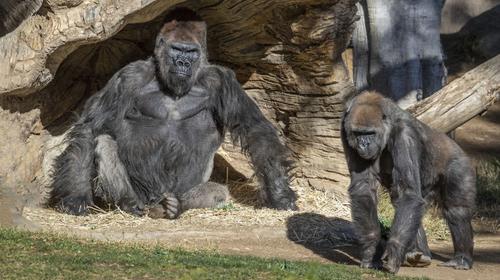 EEUU: Gorilas del zoológico de San Diego dan positivo a Covid-19