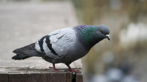 Australia quiere aniquilar a "Joe", una paloma que lleg&oacute; de EEUU