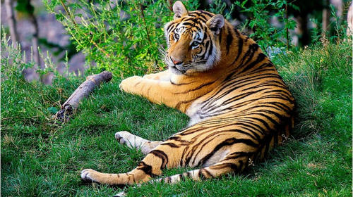 M&eacute;xico: Rescatan a un tigre que estaba encadenado en un remolque