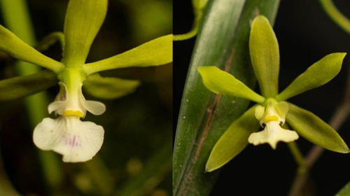 Descubren nueva especie de orquídea guatemalteca