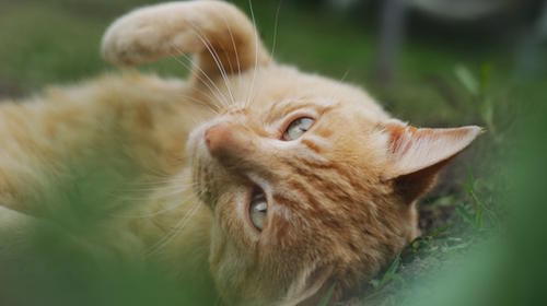 Gatita se hace viral por evitar que su due&ntilde;a beba alcohol (video)
