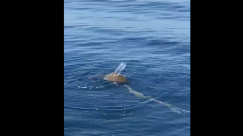 Rescatan a tortuga atrapada en pl&aacute;stico en aguas guatemaltecas