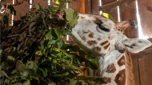 ¿Te gustaría ser voluntario en el Zoológico La Aurora?