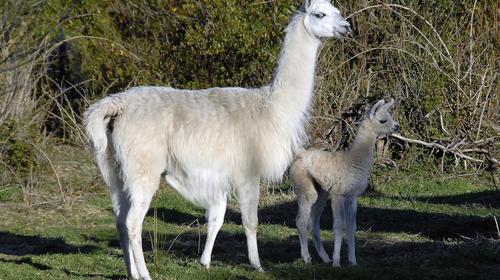 Covid: Los anticuerpos que desarrollan las llamas podr&iacute;an ayudar 