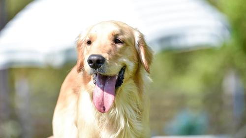 Hombre en muletas descubri&oacute; que su perro imitaba su cojera