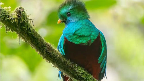 Guatemalteco capta curioso comportamiento del quetzal 