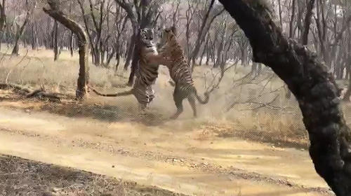 Turistas graban lucha feroz entre dos tigres en parque de India