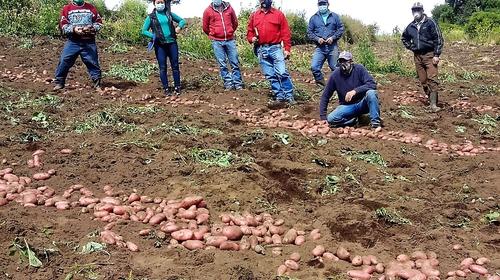 Giammattei anuncia siembra de "papa vitaminada" en Quetzaltenango