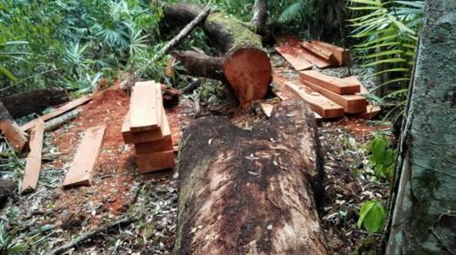 Condenados a 10 a&ntilde;os por realizar tala ilegal en Parque Tikal