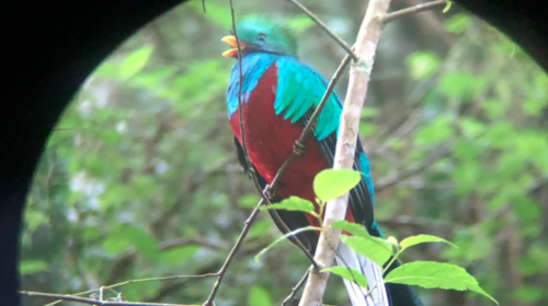 Guatemalteco capta pareja de quetzales en San Marcos (videos)