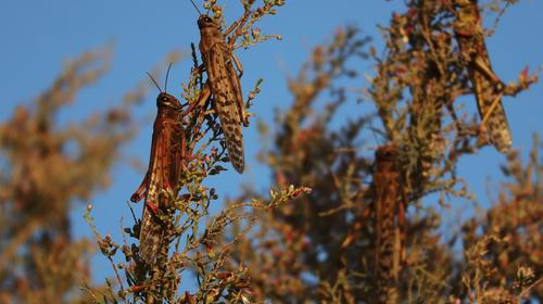 Emergencia en Guatemala por plaga de langostas voladoras