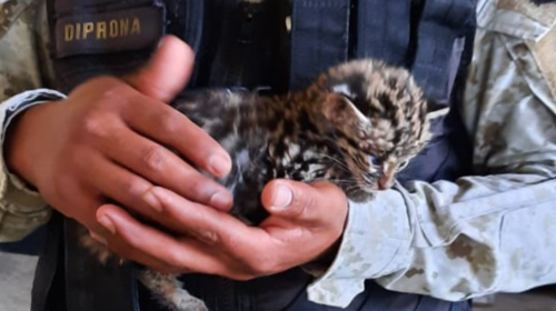 Rescatan a tigrillo beb&eacute; que era atacado por perros callejeros 
