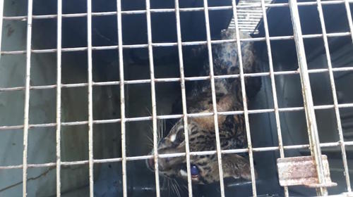 Así liberaron a un ocelote en Petén (video)