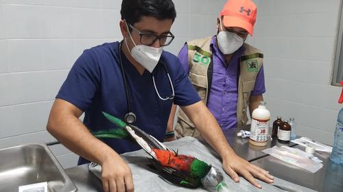 Veterinarios operan a quetzal rescatado en Mazatenango