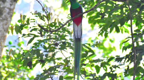 Fallece quetzal que fue rescatado en una vivienda en Mazatenango