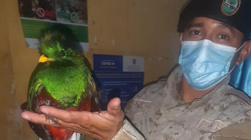  Encontr&oacute; a un quetzal herido en el patio de su casa