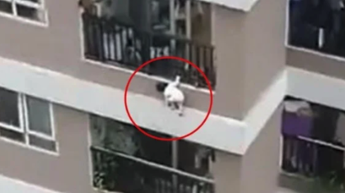 Hombre salva a una niña de 3 años que cae del piso 12 en Vietnam 