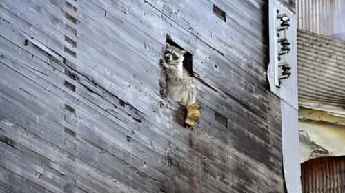 Un mapache se salva de morir en un incendio provocado