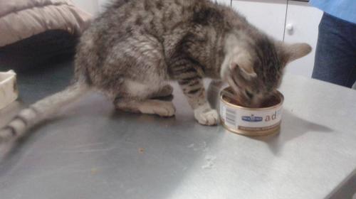 ¡Organización rescata al gatito maltratado! Tú puedes colaborar 