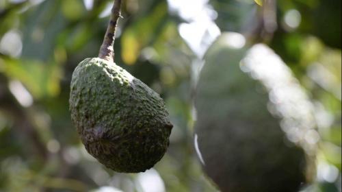 ONG vinculada a Manuel Baldizón se interesa en aguacates de Otto Pérez
