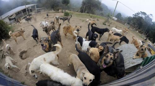 Esto es lo que debes saber de la nueva ley que protege a los animales