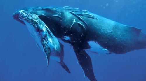 Grandes grupos de ballenas jorobadas preocupan a los cient&iacute;ficos