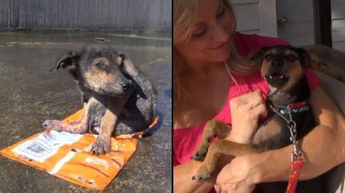 Video: la conmovedora historia de un perro rescatado 
