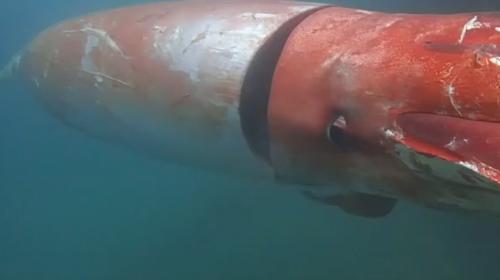 Descubren un calamar gigante en las costas de Jap&oacute;n