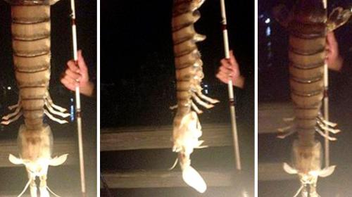 Pescador captura a camar&oacute;n gigante en Florida