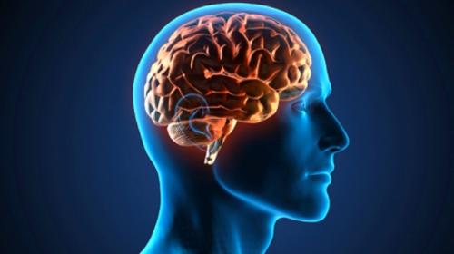 &iquest;C&oacute;mo afecta el estr&eacute;s al cerebro?