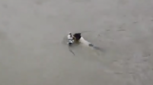 &iexcl;Instinto materno! Perra salva a sus 4 cachorros de morir ahogados