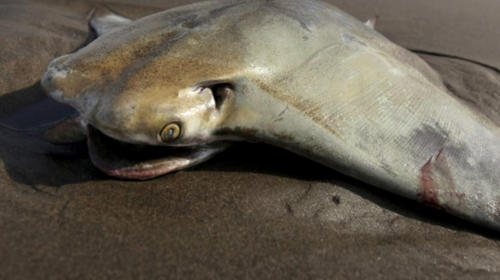 El ataque más sigiloso y mortal de una mantarraya