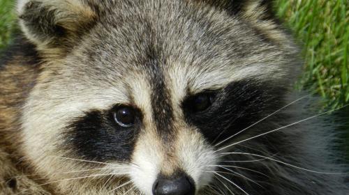 #Tr&aacute;ficoGT Un mapache fue atropellado en la calle Mart&iacute;